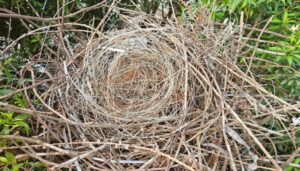 Birds nest with wood and metals 